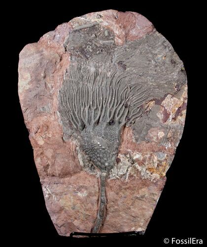 / Inch Moroccan Crinoid #3015